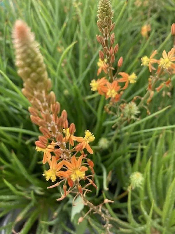 Stalked Bulbine 'Avera Sunset Orange'